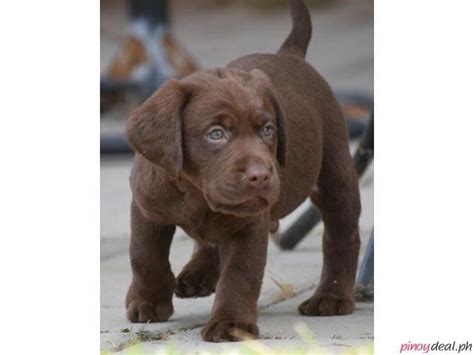 Labrador Puppies in the Philippines .